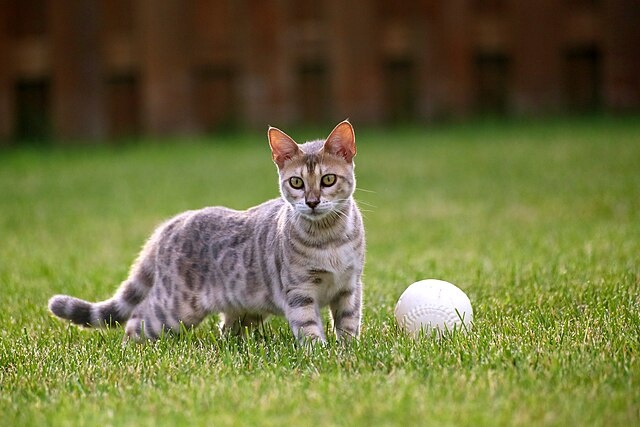 Бенгальские кошки выделяются своим диким леопардовым окрасом с уникальными вариациями.