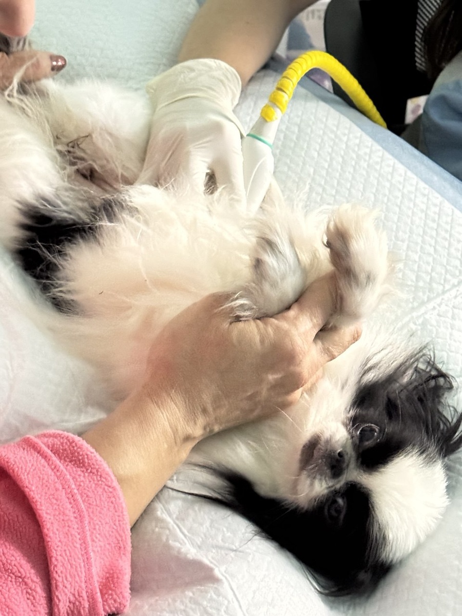 Митя на УЗИ.