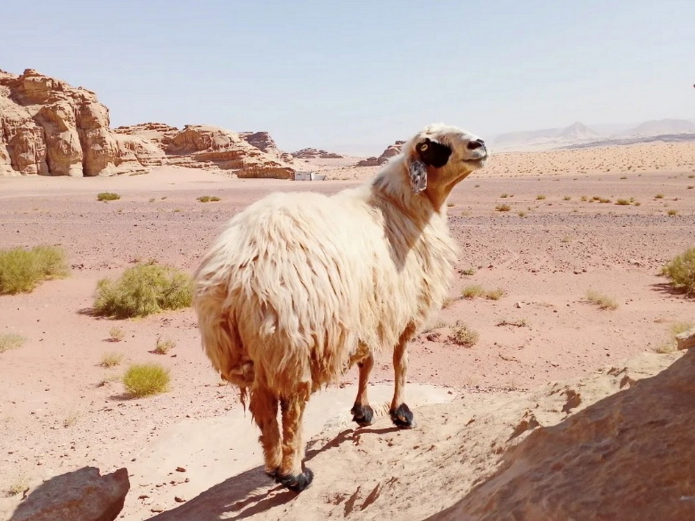 Это мои личные знакомые — Овца и Дынечка, живут в Вали Рам при русско-бедуинской семье в кэмпе для туристов "Малако рум"))