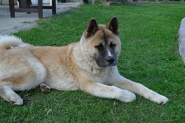 Американская акита — это собака внушительных размеров с гармоничным и мощным телосложением.