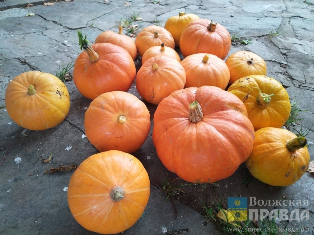     На Сытника паук ткёт – тепло идёт: традиции 12 сентября
