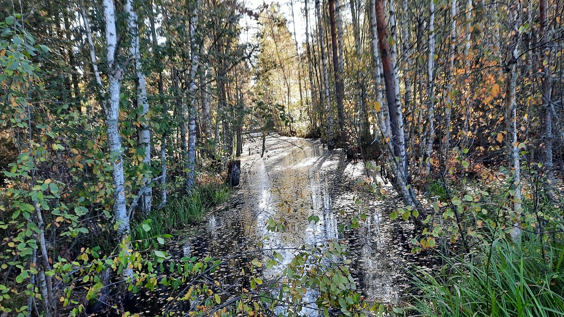 фото автора, собственно это чудное местечко и подсказало, куда девать предательницу 