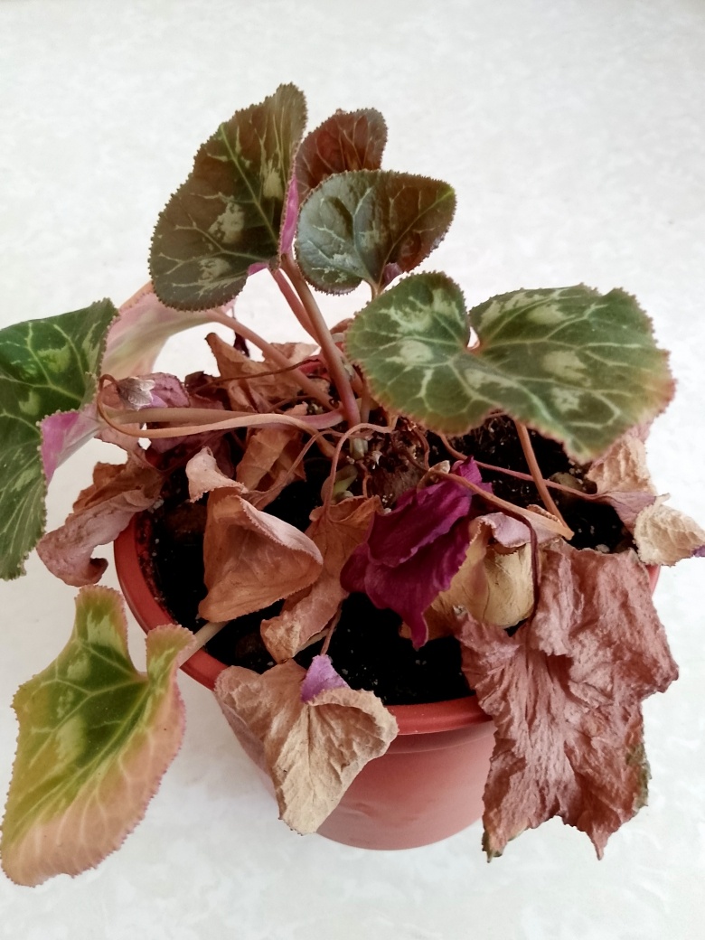 Вот так выглядел цикламен в начале июля... 6 июля 2025 г.