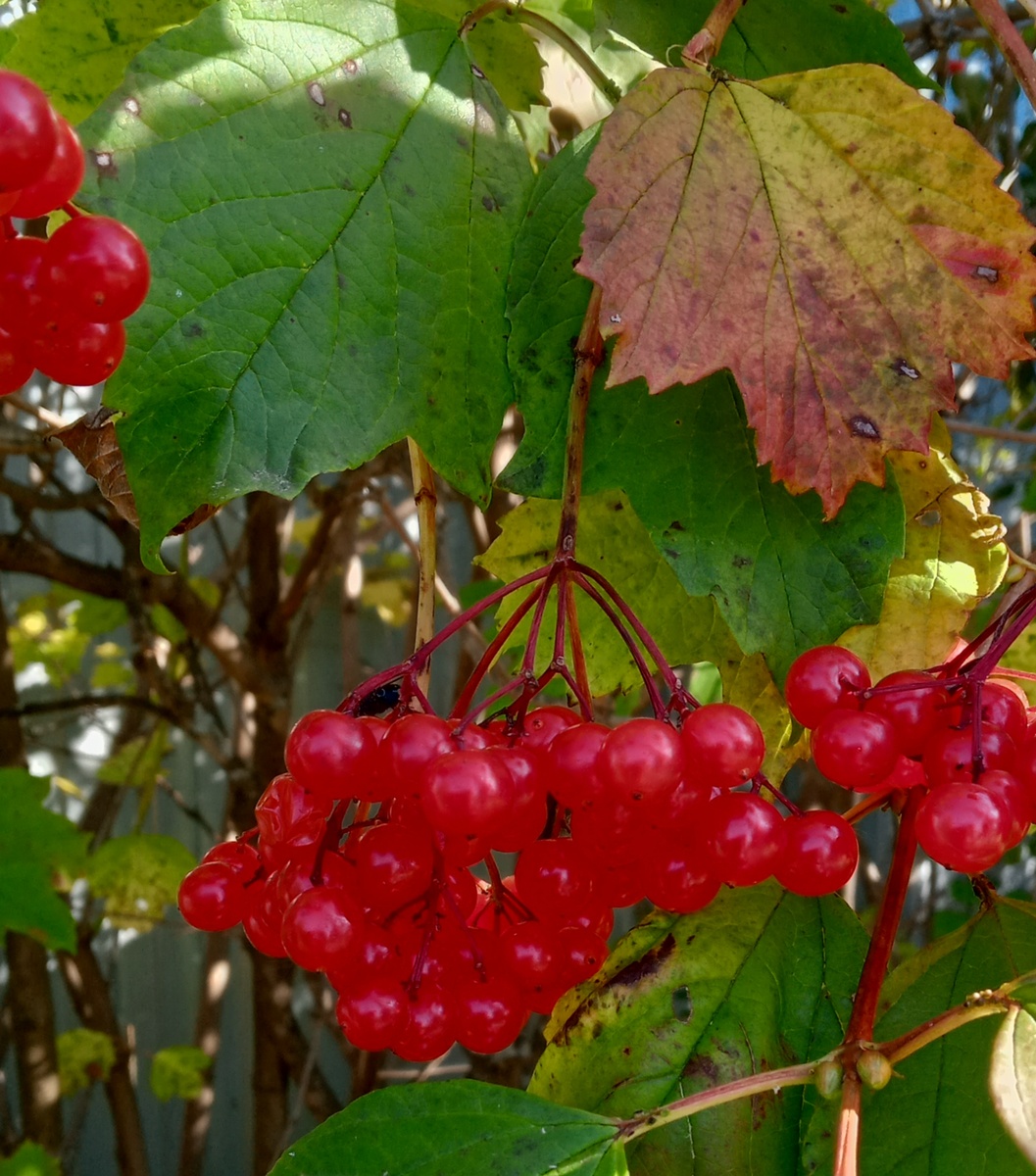 Калина красная