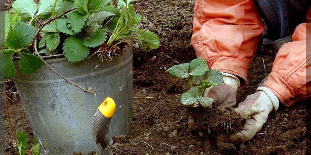 11 советов по осенней посадке клубники: важные нюансы осенней посадки клубники для получения вкусного урожая уже в следующим году