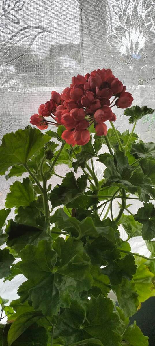 Яркое пятно на фоне дождя