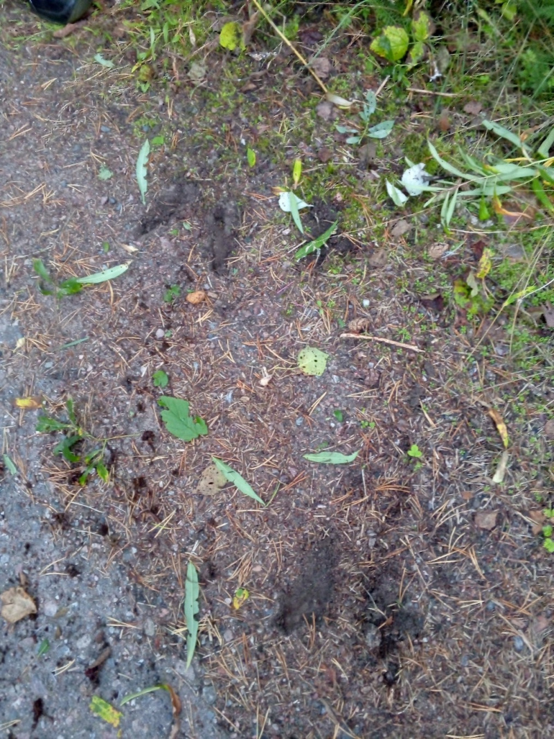    Медведь мешал искать пропавшую в Карелии пенсионерку