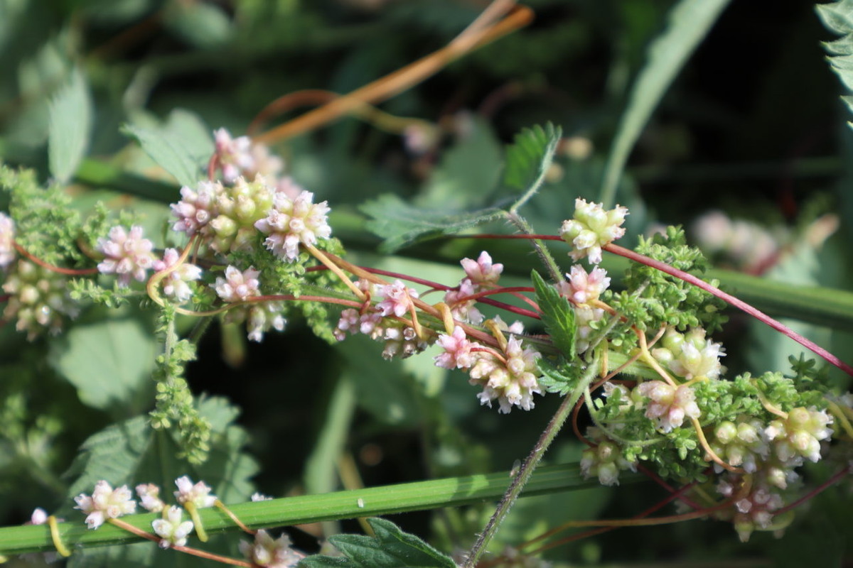    Повилика в Березовом сквере Петрозаводска. Фото: "Республика"/Максим Смирнов