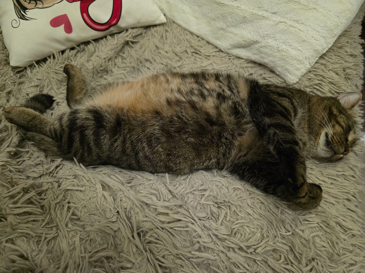 Примерно как-то так. Всем приветик.💖 И от котика Прайса тоже 🤗