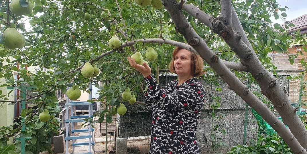 Ржавчина груши: как не потерять дерево — экстренный план от эксперта