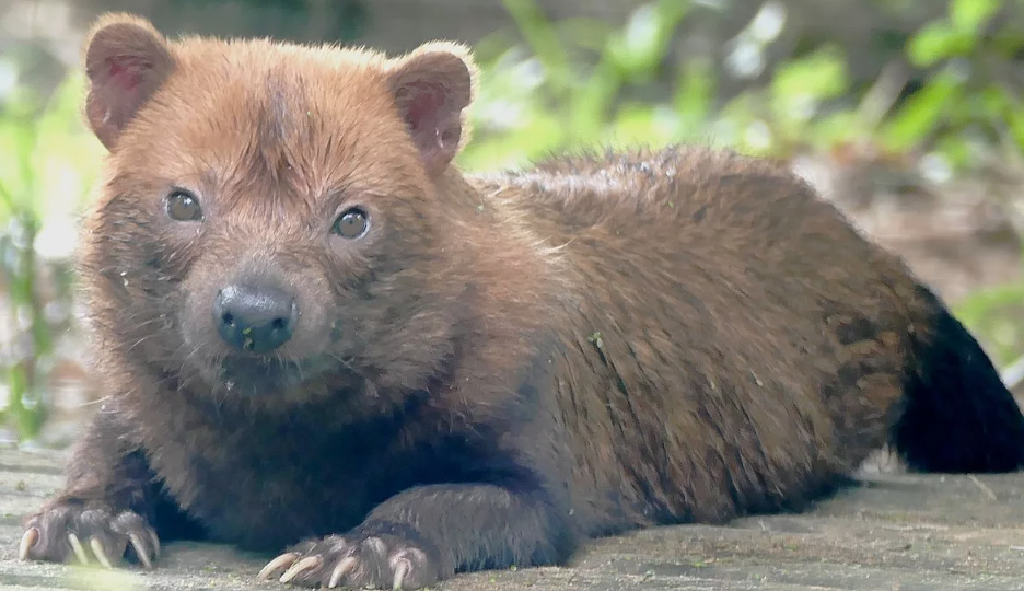 Кустарниковая Собака: Невидимка тропиков