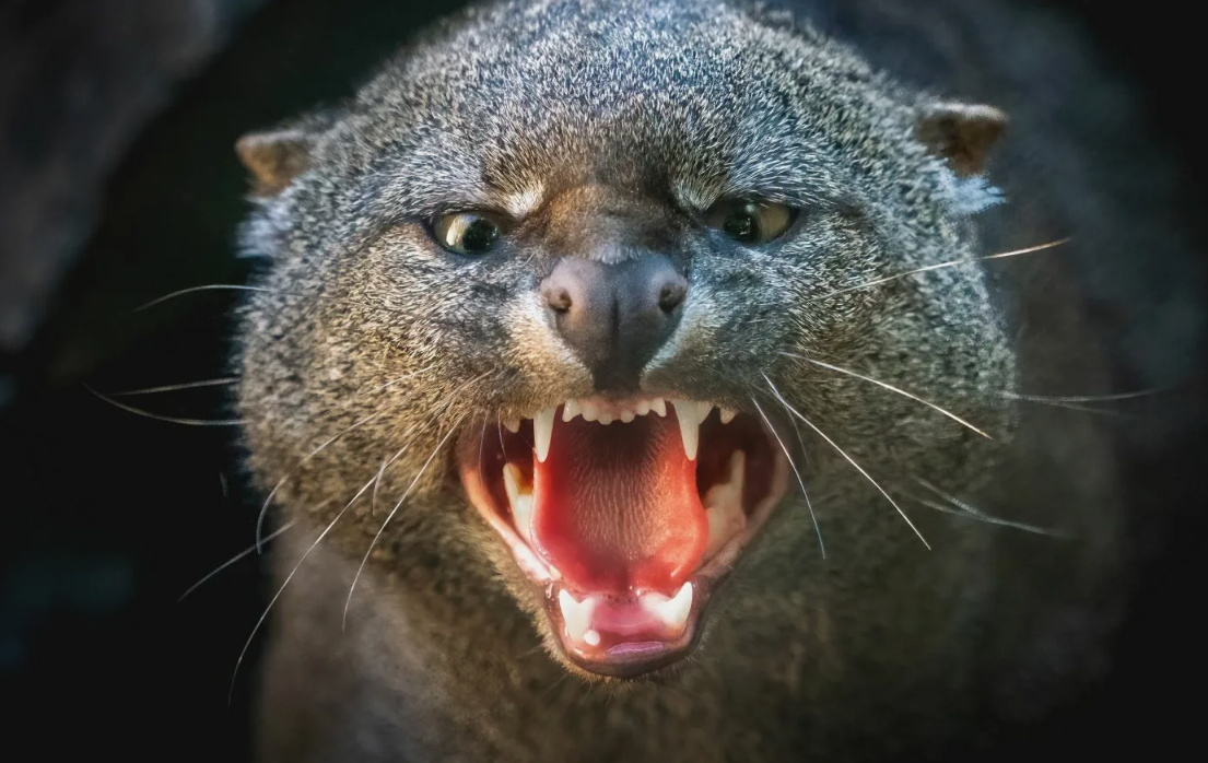 Необычная внешность. Похож на крупную ласку или выдру с длинным телом, короткими лапами, небольшой головой и круглыми ушами. Не похож на типичную кошку.