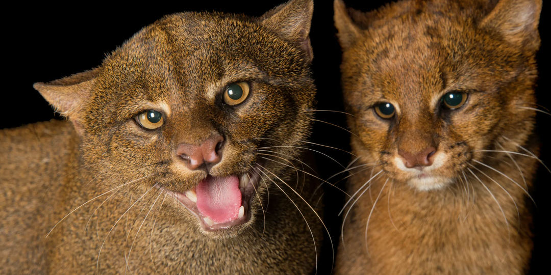 Ягуарунди — Кошка с обликом куницы