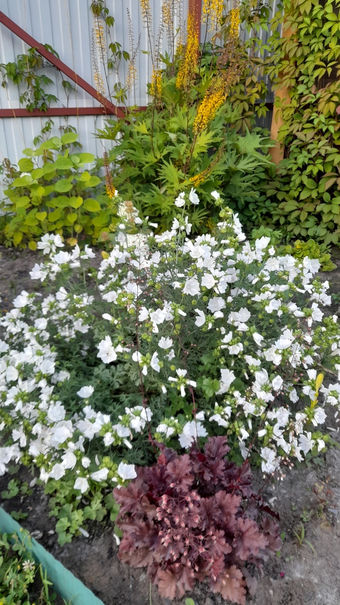 Мальва мальтийская. Это один кустик. Фото автора 