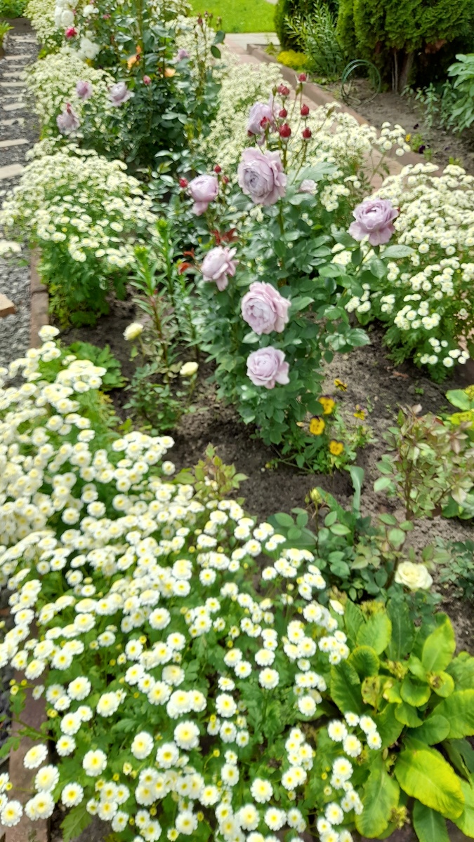 Это "низкорослая" матрикария. Весь розарий заглушила. Фото автора 