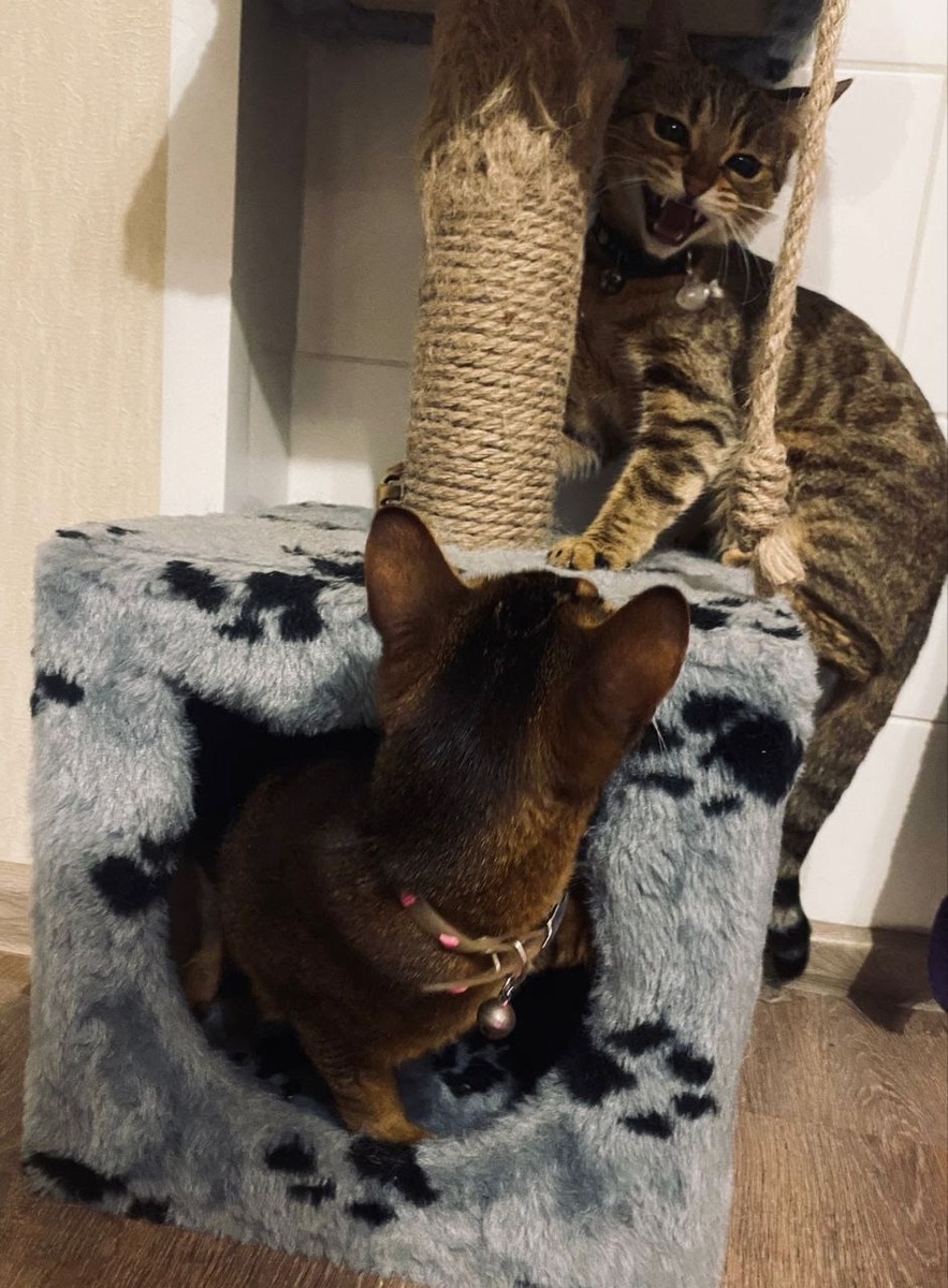 По-началу дружить они не особо хотели...