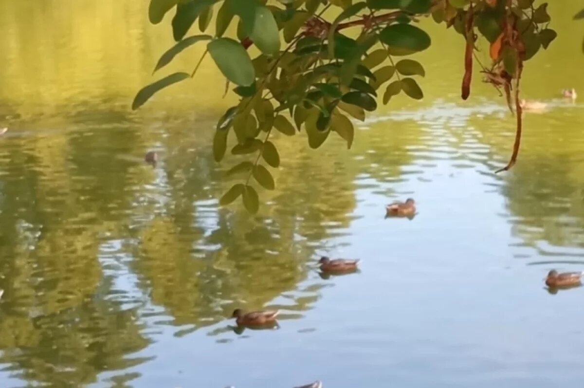    Пруды в парке у ДТЮ во Владимире ждет масштабное преображение