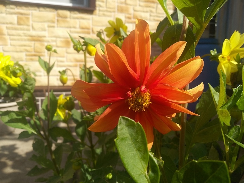 Цветение георгин «Амадеус». Фото автора, 2025 год