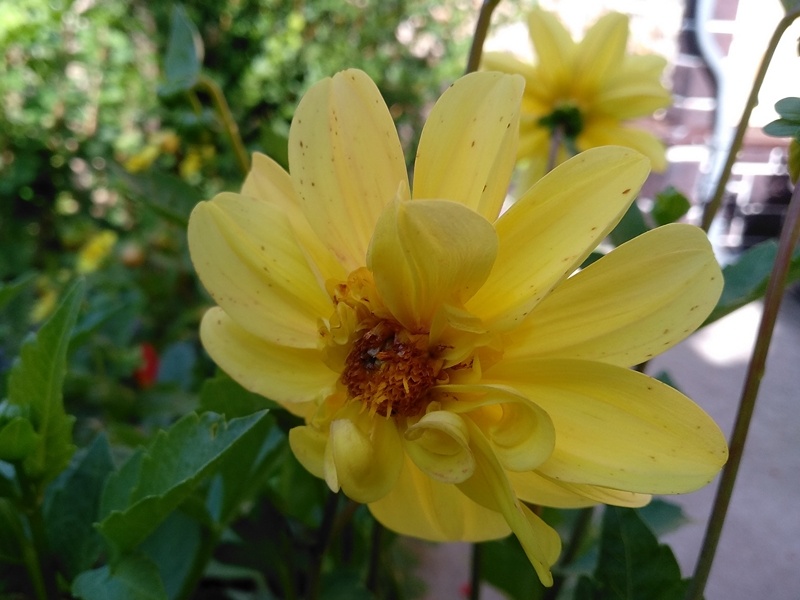 Нежно-желтая расцветка георгина