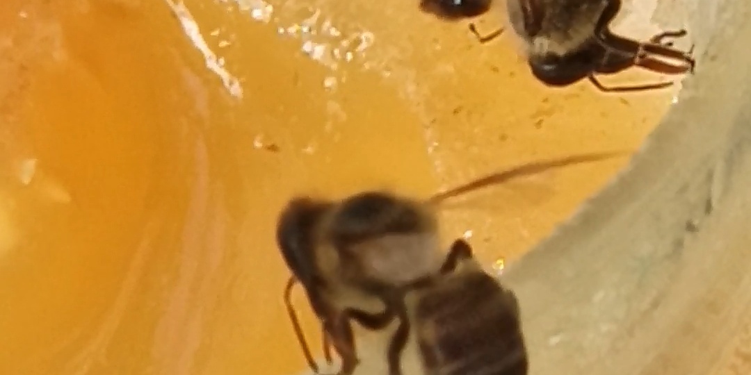 ПОЗДНИЙ ВЗЯТОК: благо для пчел или изнурительный труд?