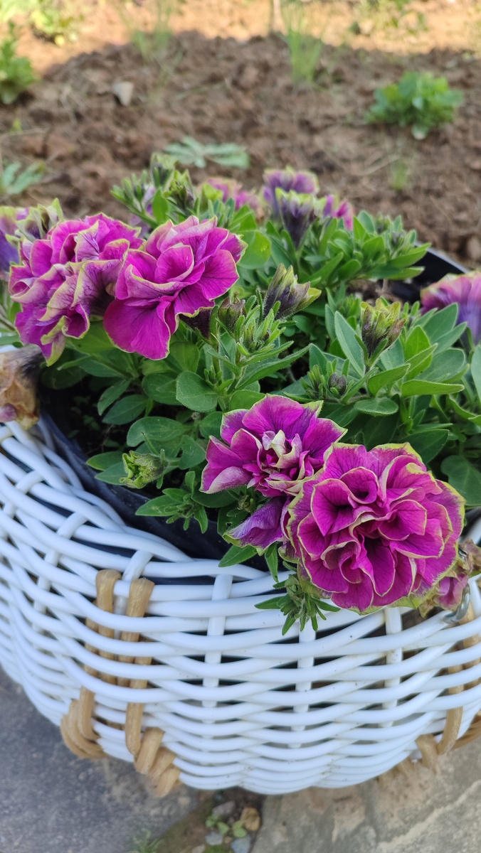 Тумбеллина Дарси роза 10.09.2025г после кардинальной обрезки