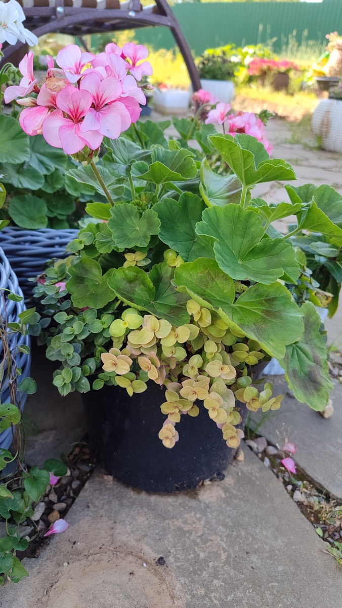 Простая зональная пеларгония Маверик Стар с подбивкой из коллизии 