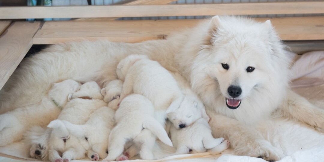 Собаки-рекордсмены: какие породы рожают больше всего щенков и от чего это зависит?