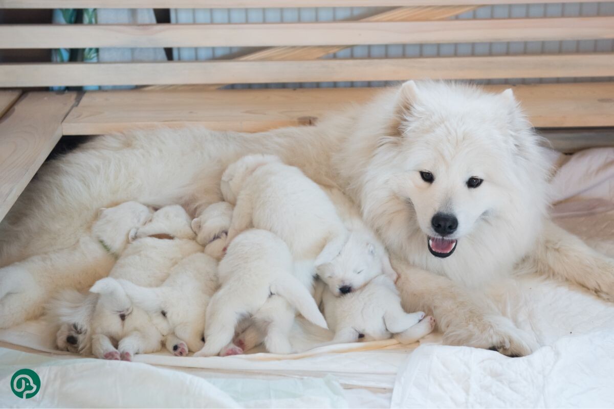 Самоедская собака со щенками 