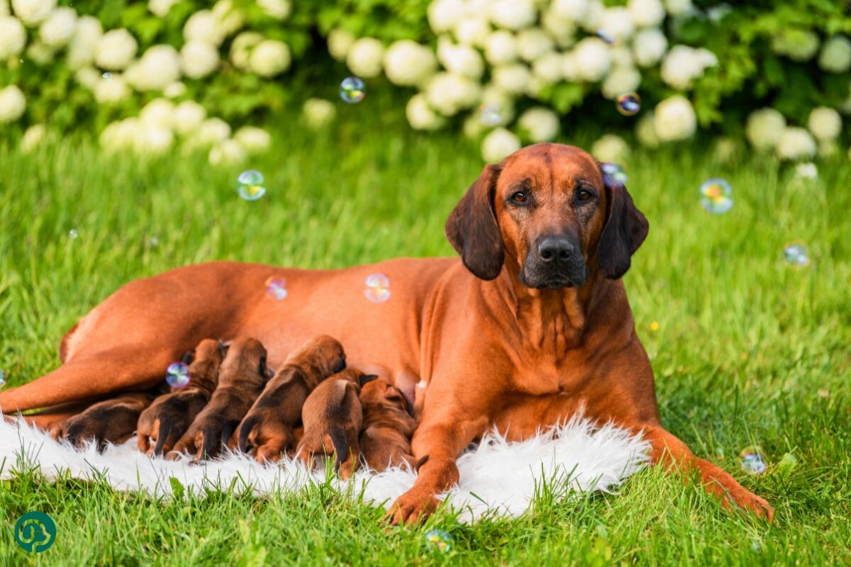 Родезийский риджбек с новорожденными щенками
