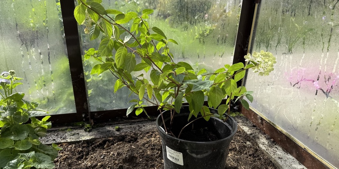 Размножение гортензии отводками: проще чем кажется