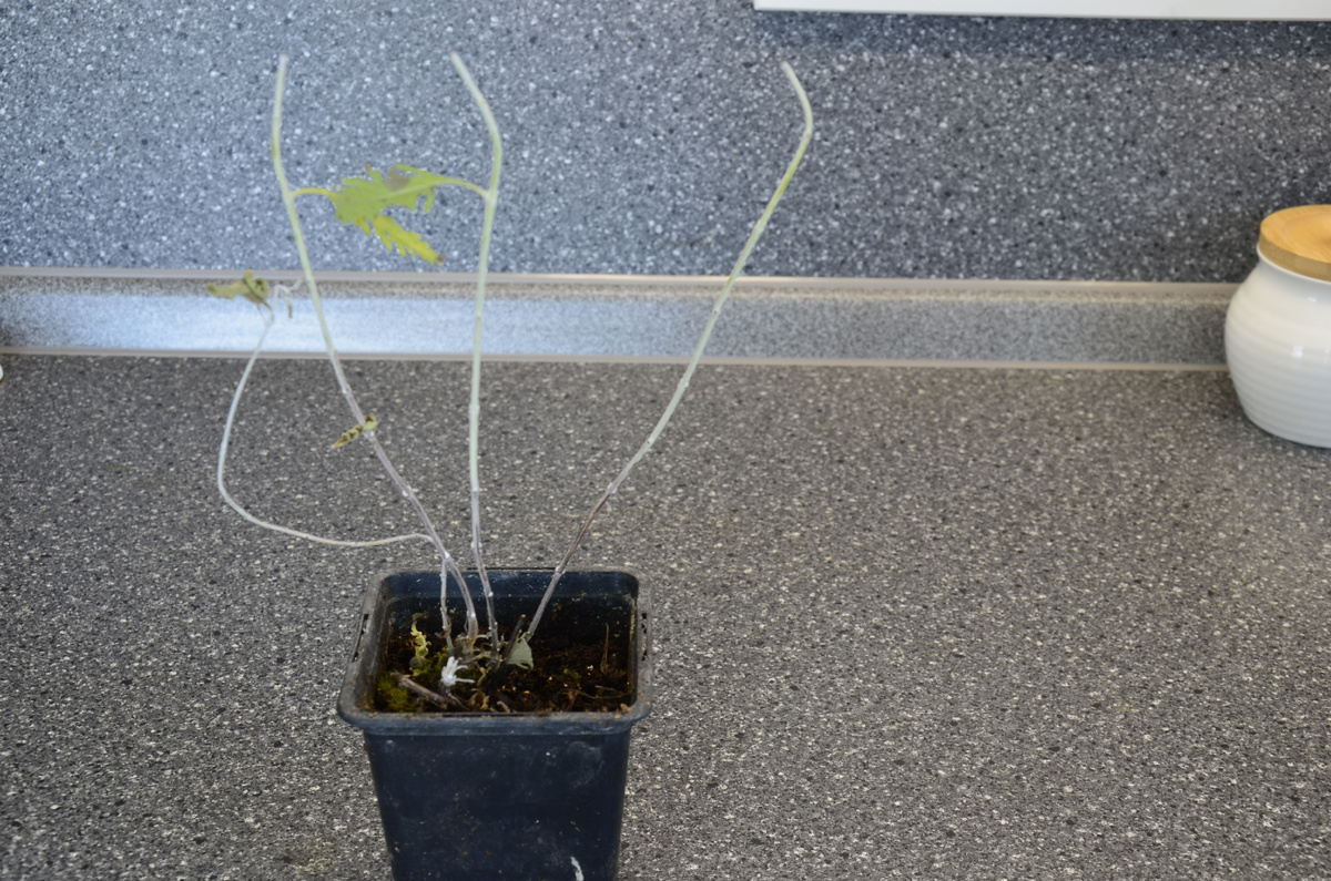 Саженец Перовския