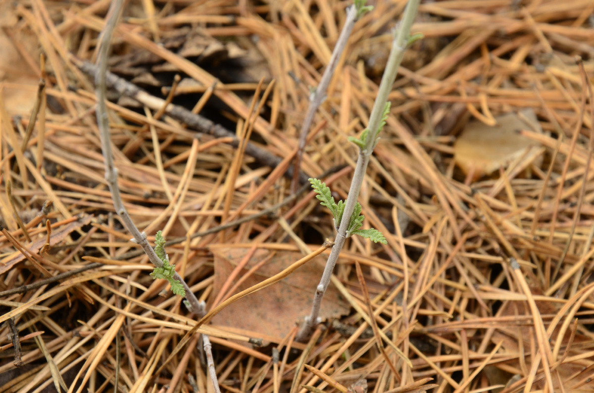 Первые листики