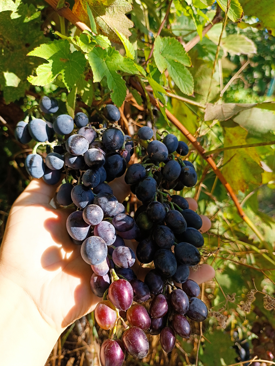 В этом году винограду быть (фото из личного архива сентябрь 2025)