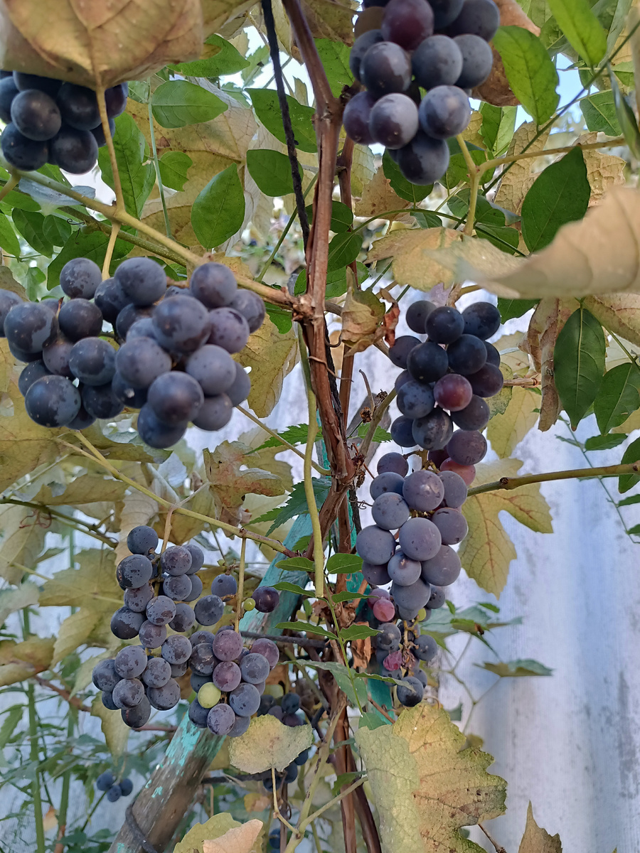 Первый виноград во дворе (фото автора сентябрь 2025)