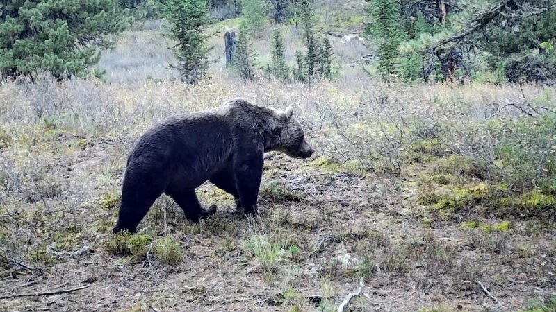     Зима в Алтайском заповеднике Юрий Калинкин