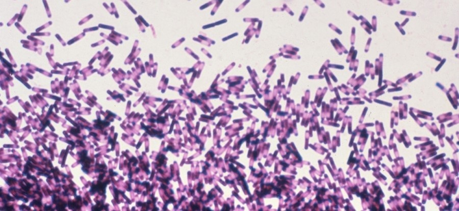 Clostridioides difficile