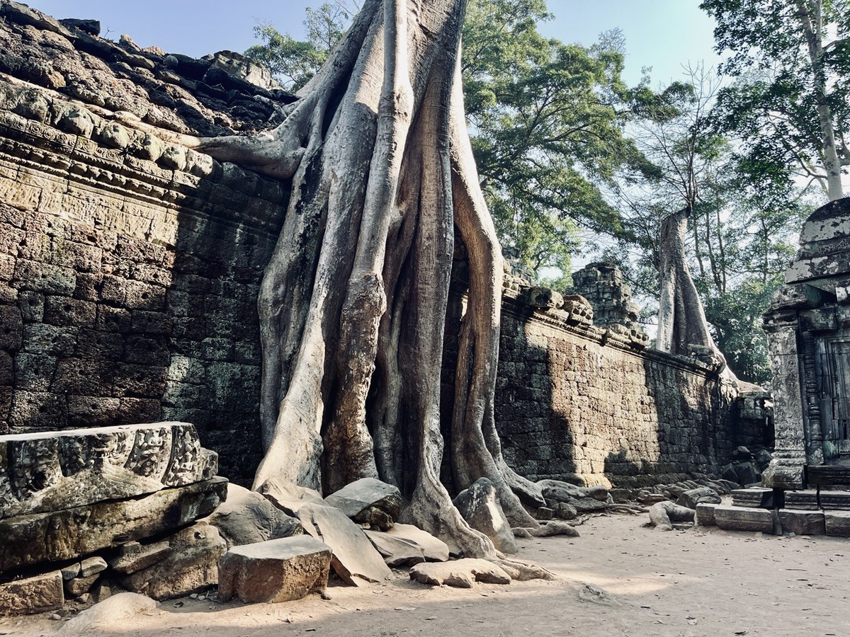 Знаменитые корни Та Прома