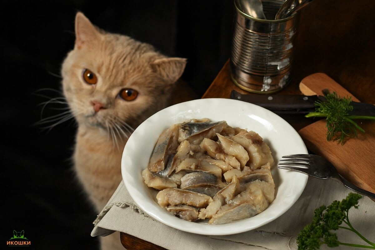 Можно ли кошкам селедку