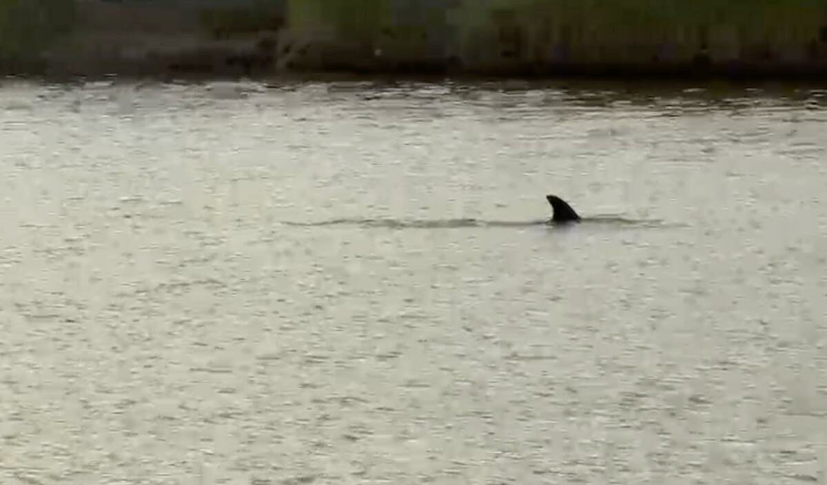    Скриншот видео t.me/max_bondofficial