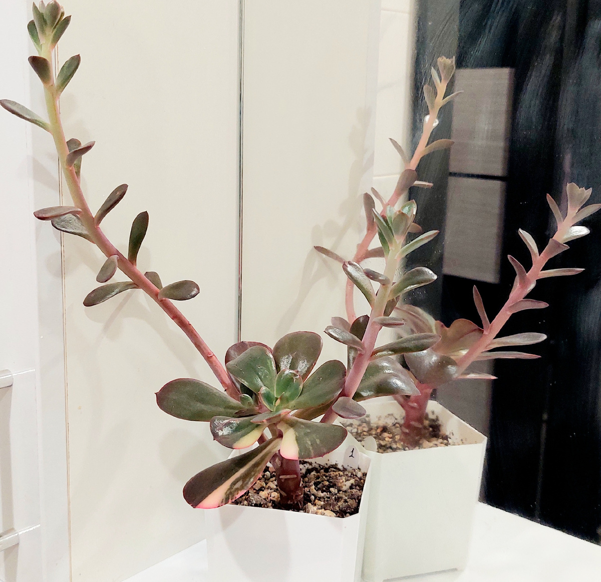 «Примадонна» (Echeveria Primadonna) — сорт эхеверии (суккулента). Существует вариегатная форма — Echeveria Primadonna variegata. 