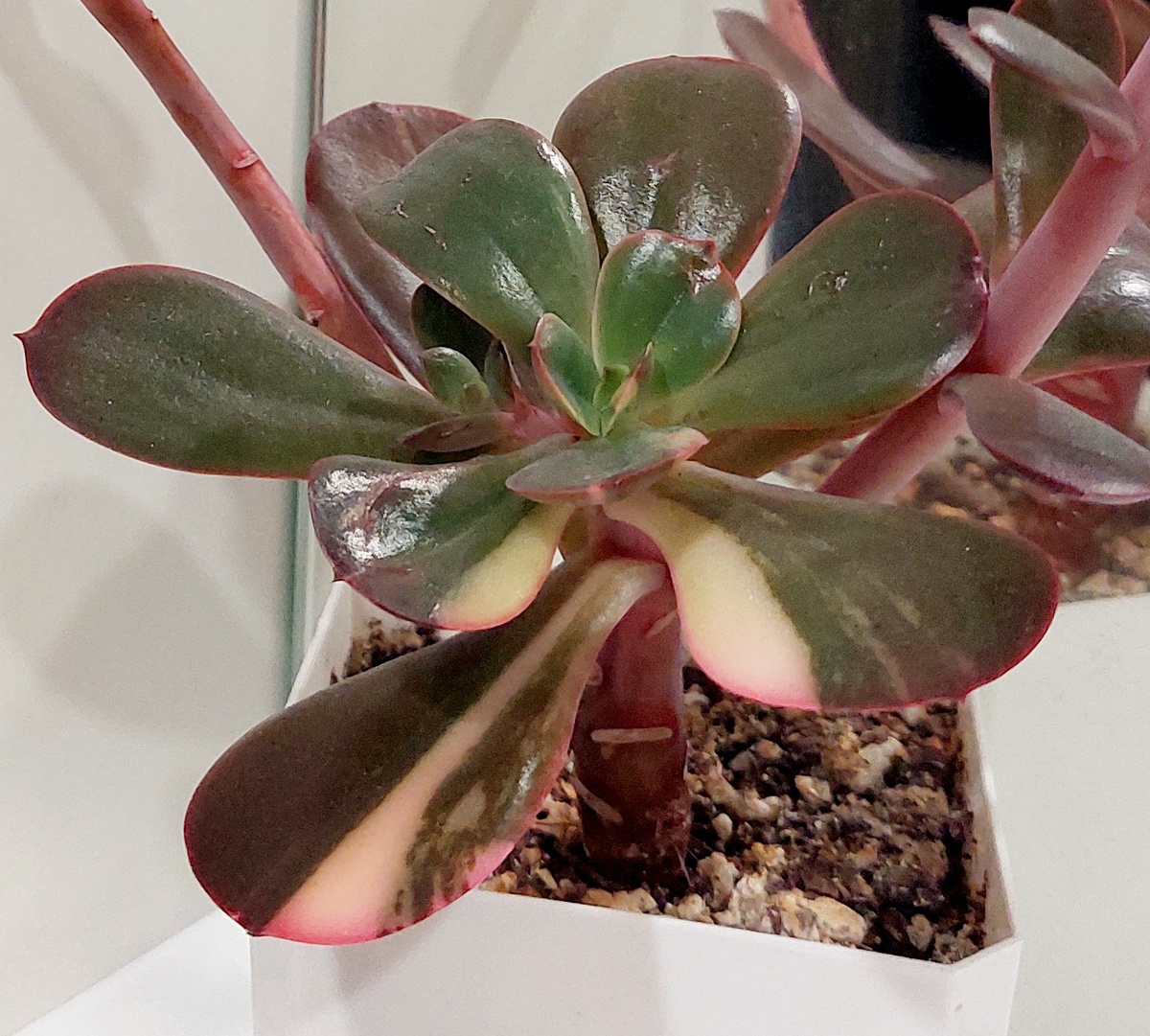 Возможность рассмотреть Примадонну поближе. 