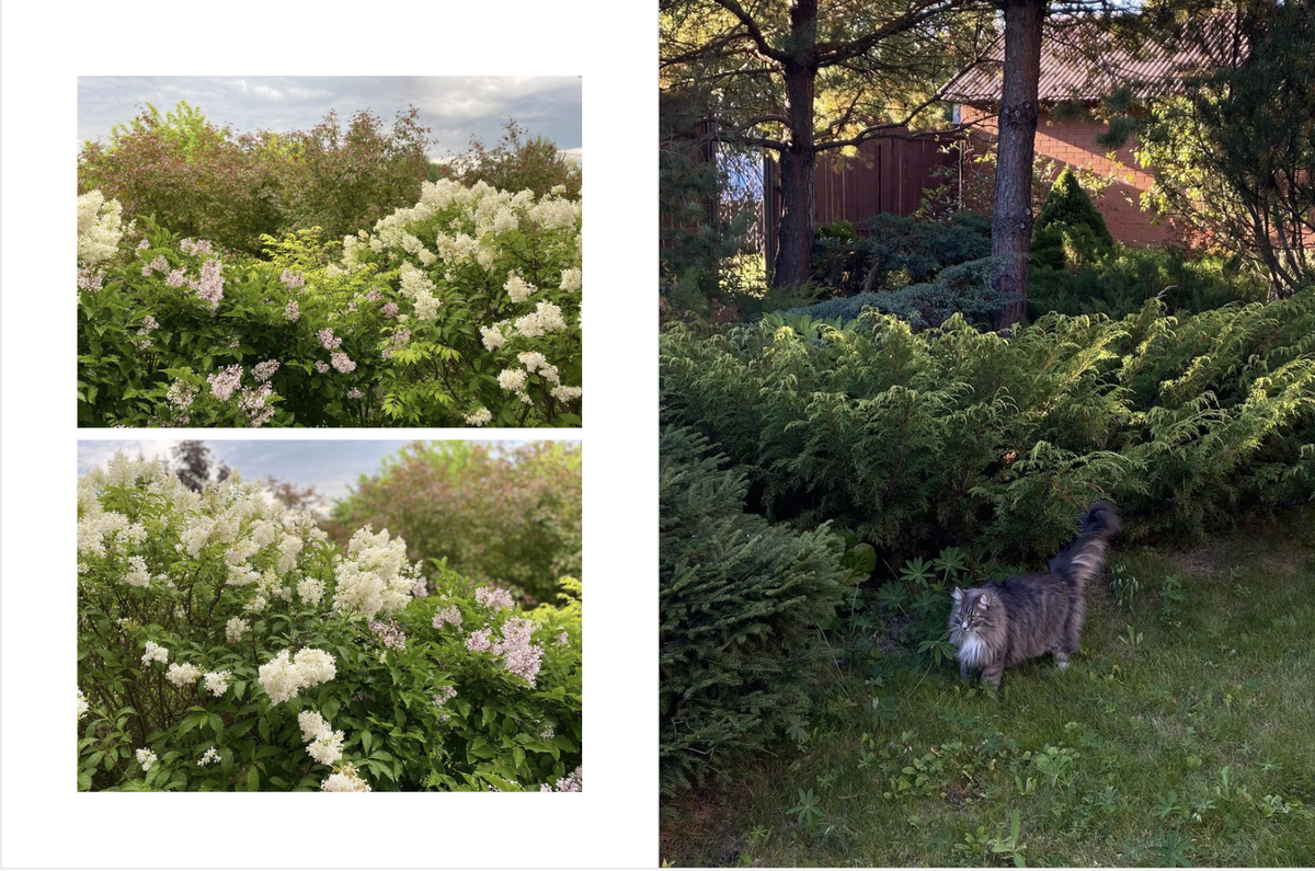 Здесь и далее скрины разворотов из фотокниги клиентки