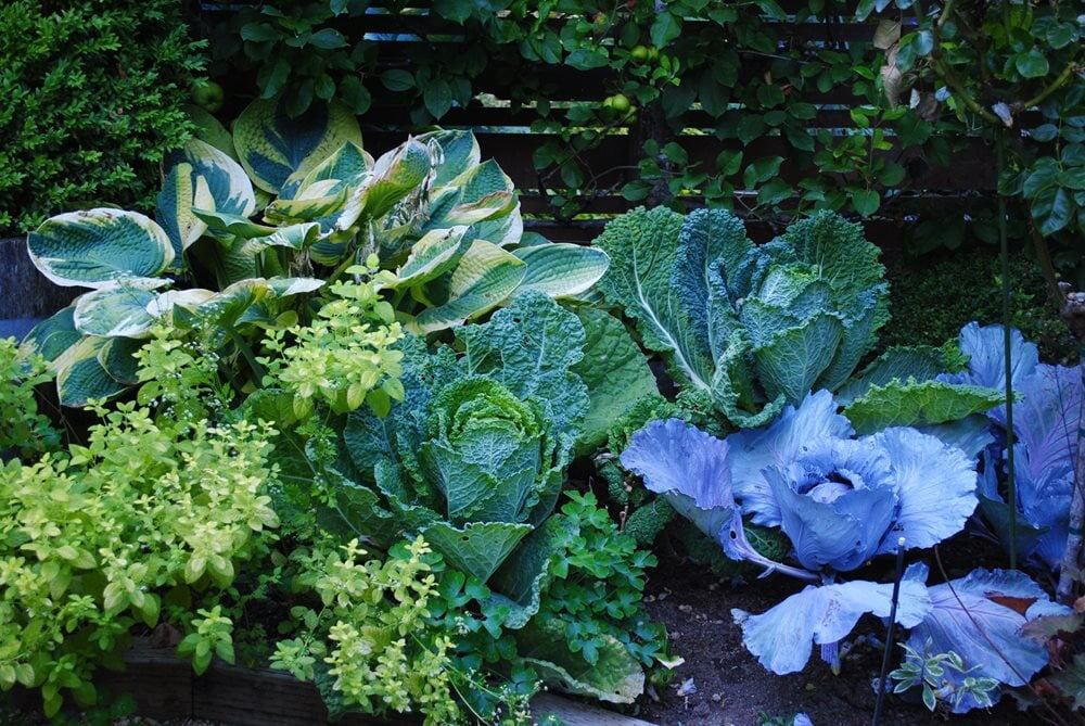 Крупные овальные листья хосты, белокочанной капусты и кале-кале, создают гармонию  без всякого цветения. Фото из открытых источников