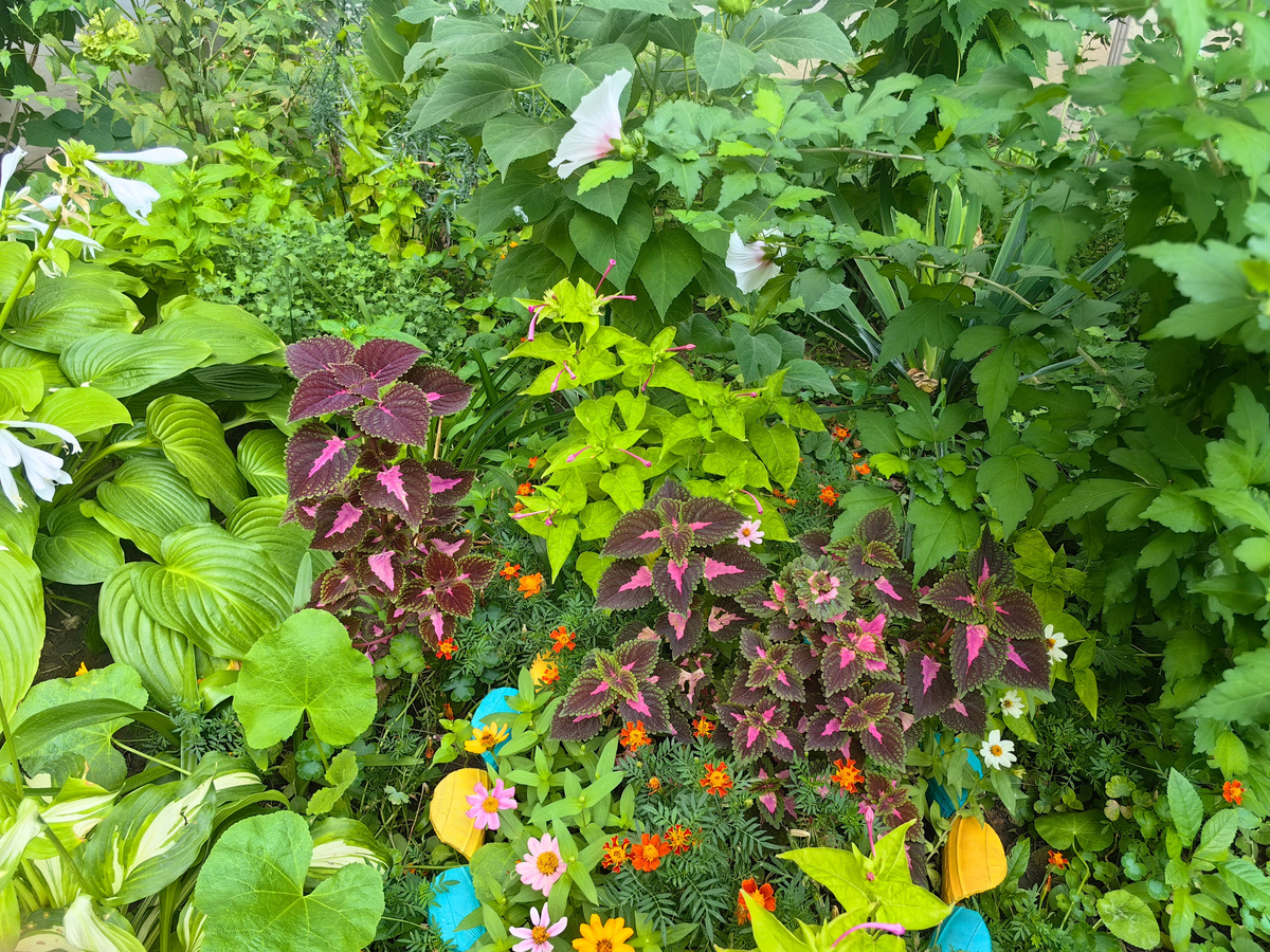 Листва колеусов и хост поддерживает клумбу в течение всего сезона. Фото Натальи Мироновой