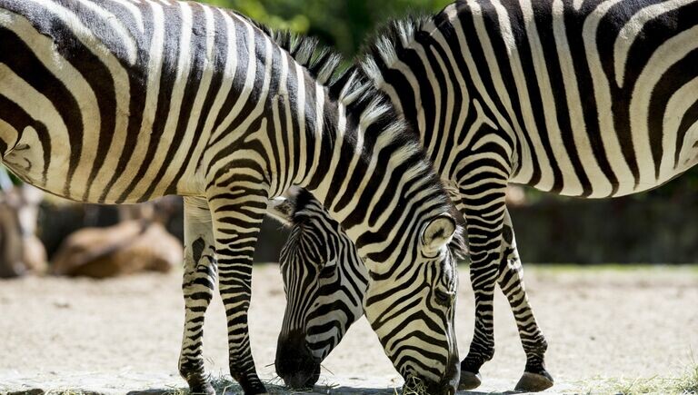 Почему зебра полосатая?