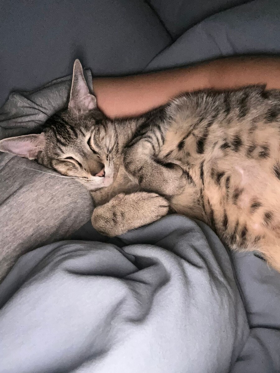 Котик бессоница не мучит 