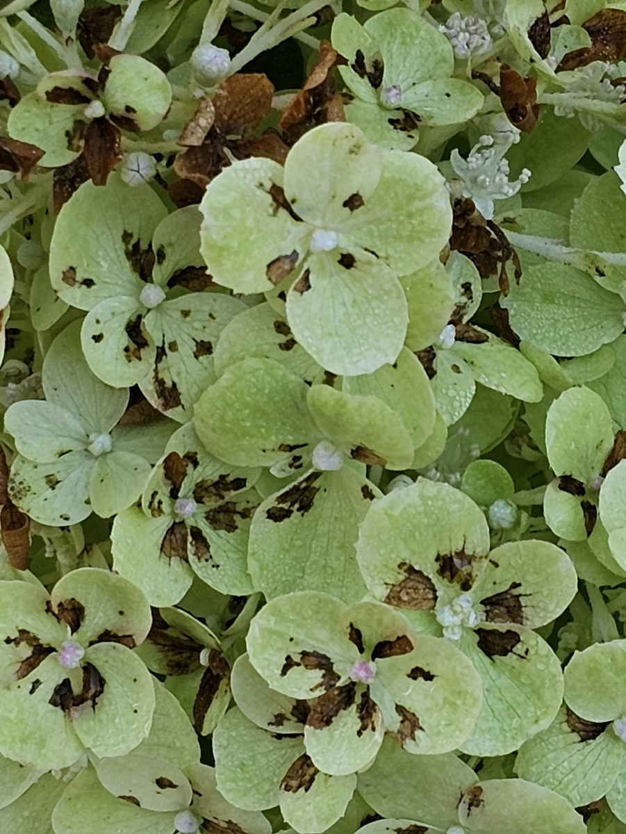 Гортензия метельчатая Polar Bear. Фото: Ирина Решетилова. 3 фото, листайте