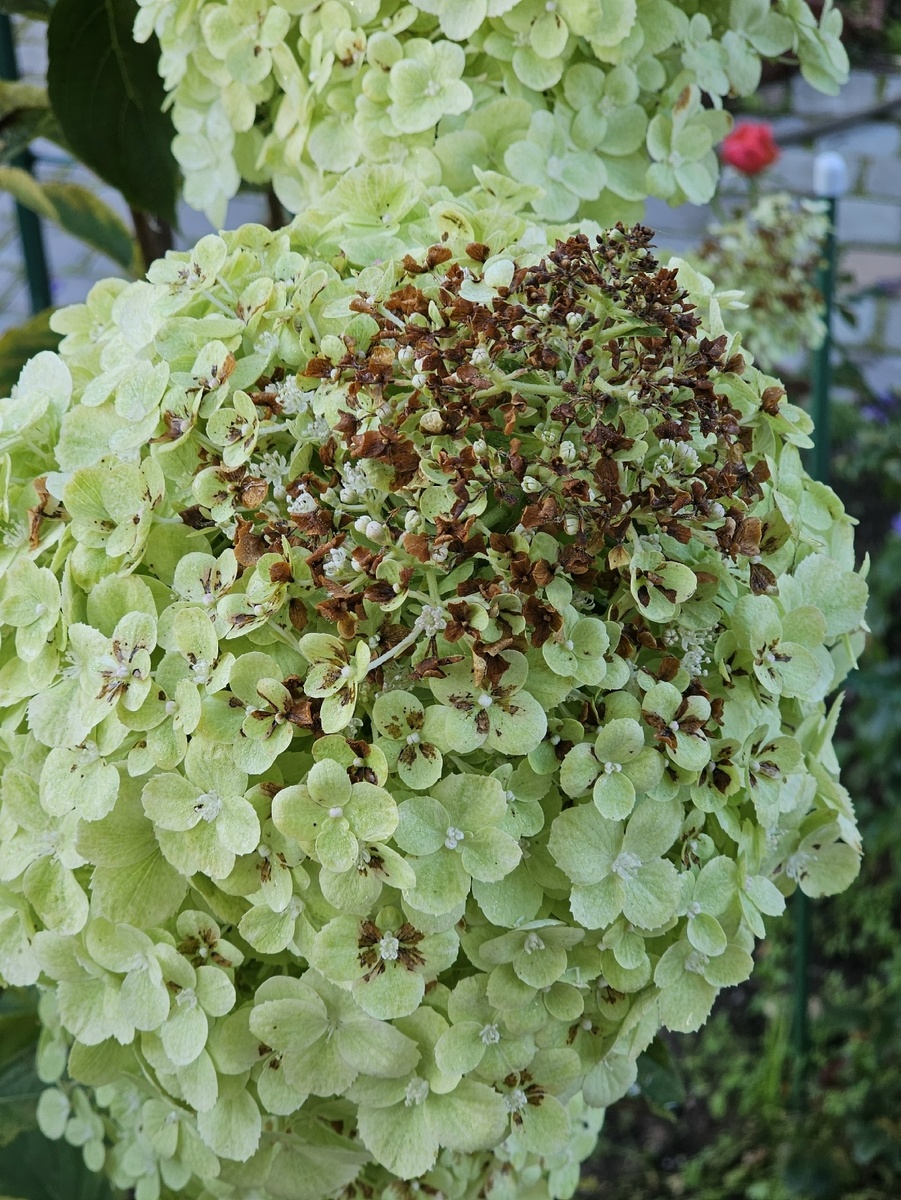 Гортензия метельчатая Polar Bear. Фото: Ирина Решетилова