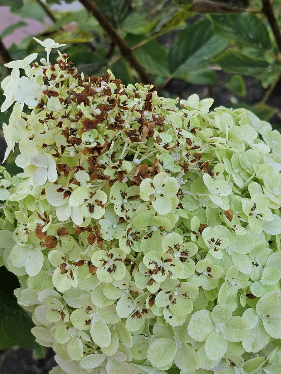 Гортензия метельчатая Polar Bear. Фото: Ирина Решетилова