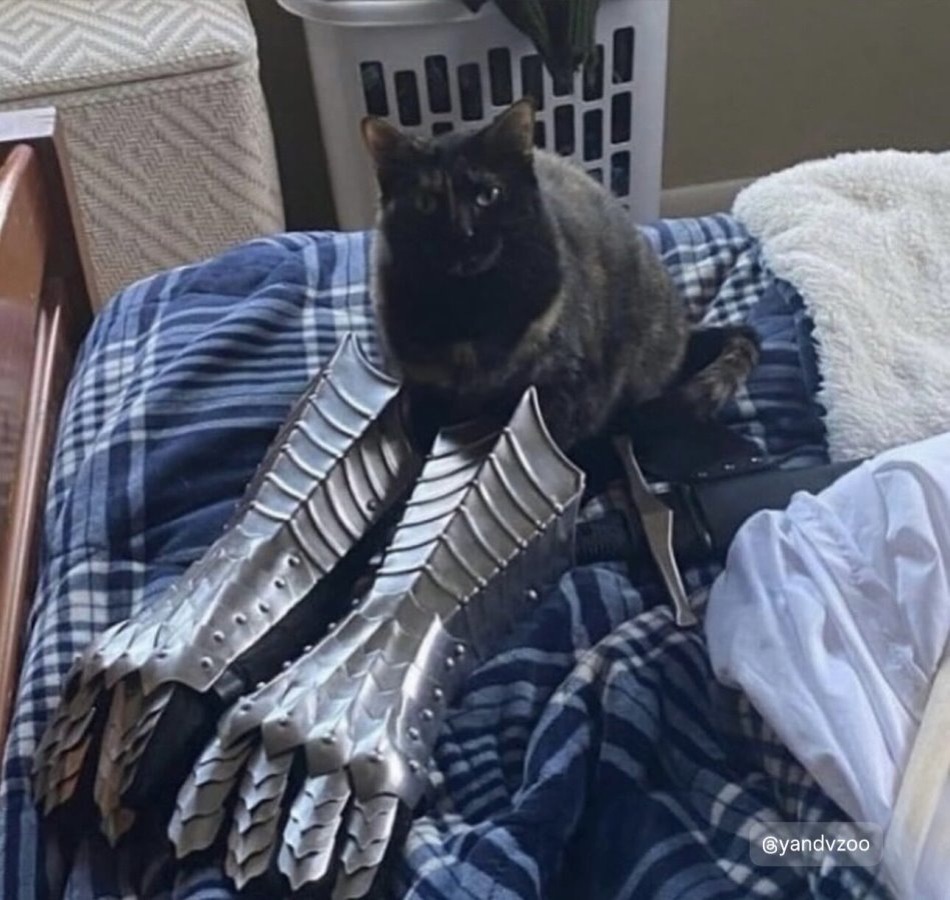 Когда твой кот не просто мурлыкает, а уже готов захватывать Средиземье! 